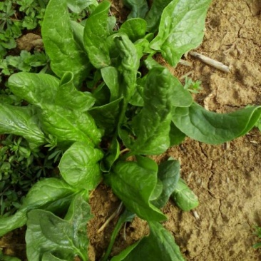 大叶菠菜15~20厘米