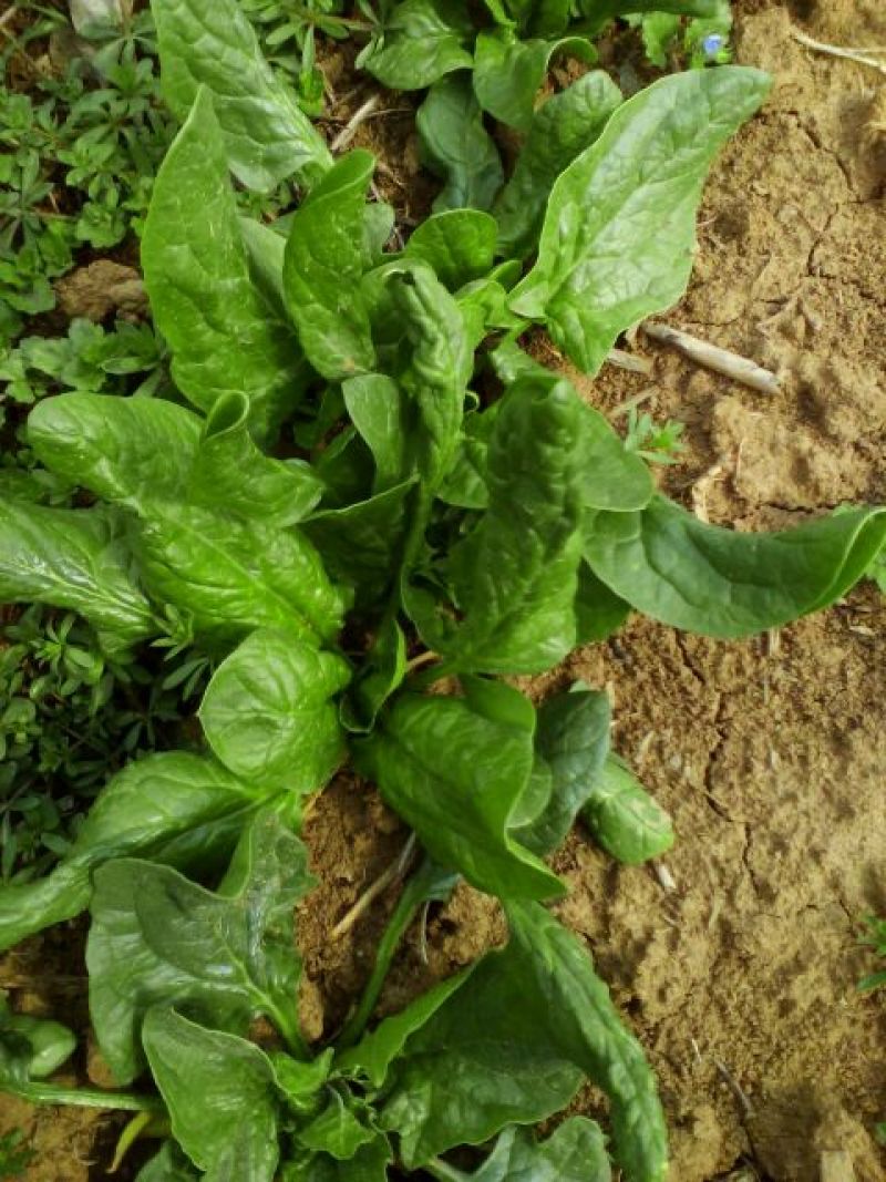 大叶菠菜15~20厘米