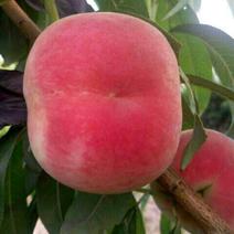 红不软桃子，个大，色靓，甜，脆，7月中上旬成熟，要的客户