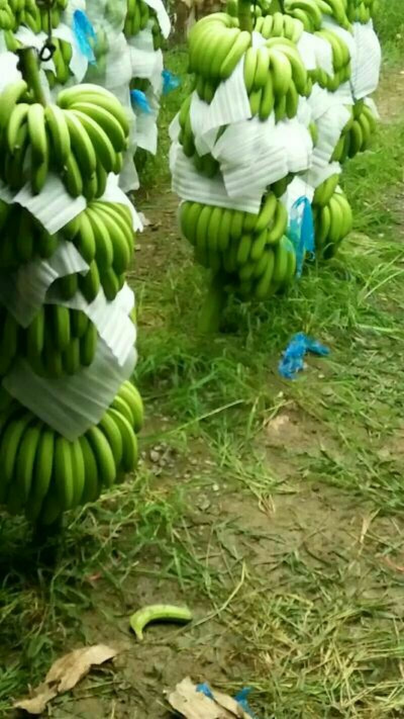 威廉斯香蕉七成熟