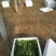 名门菠菜15~20厘米