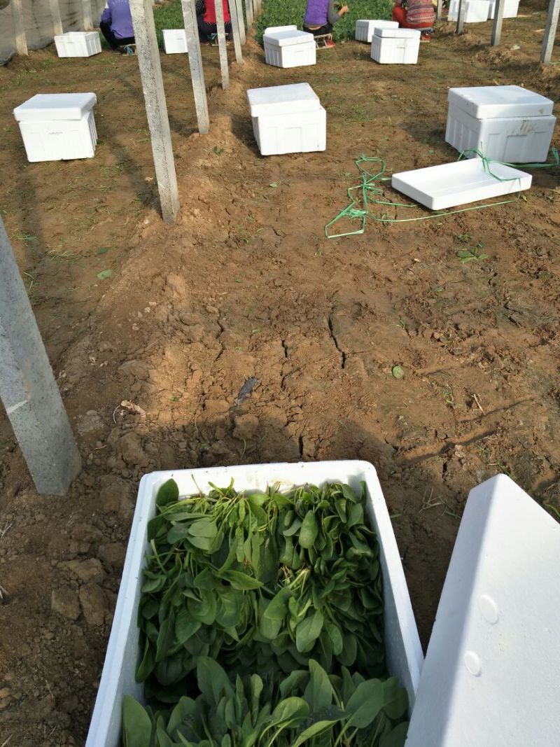 名门菠菜15~20厘米