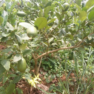 香水柠檬树苗无核青柠檬苗
