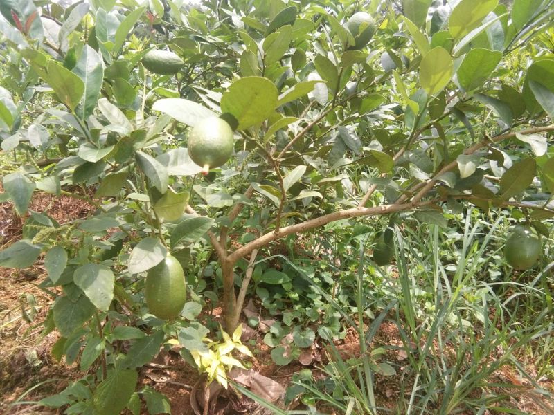 香水柠檬树苗无核青柠檬苗
