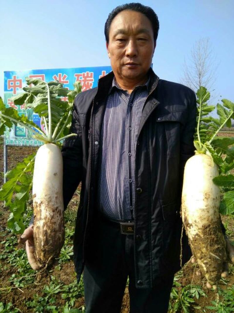 白玉春白萝卜2~2.5斤起