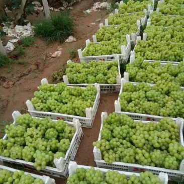 罐头厂加工果，无核8611大量有货。