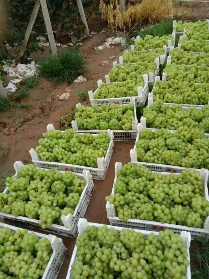 罐头厂加工果，无核8611大量有货。
