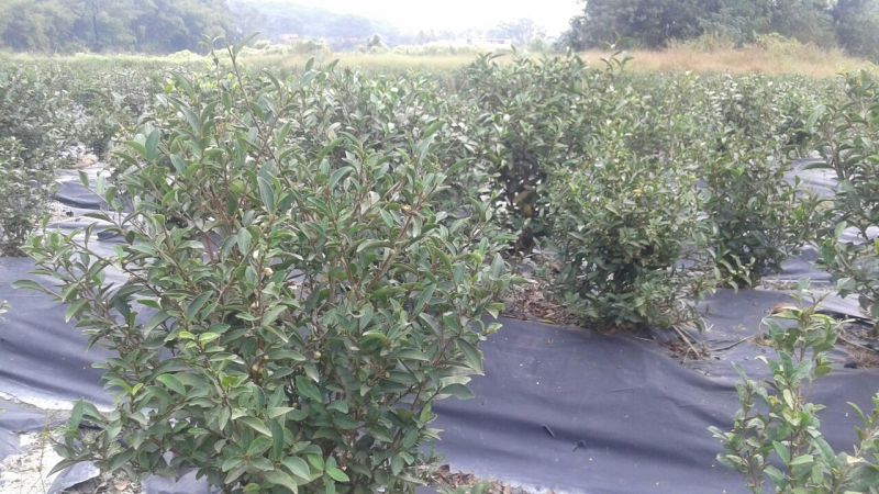 本山茶一级