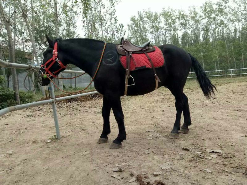半血马300~400kg