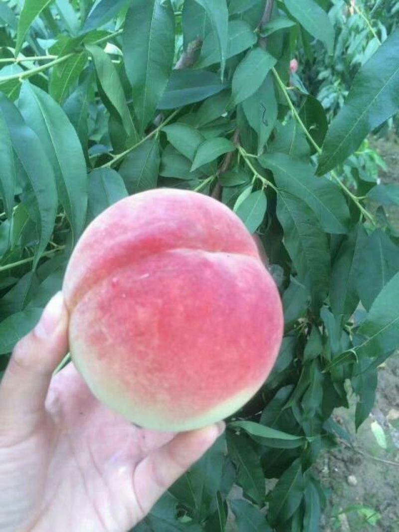 膜袋毛桃