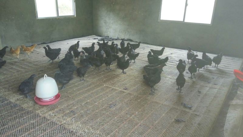 土鸡苗1斤以下