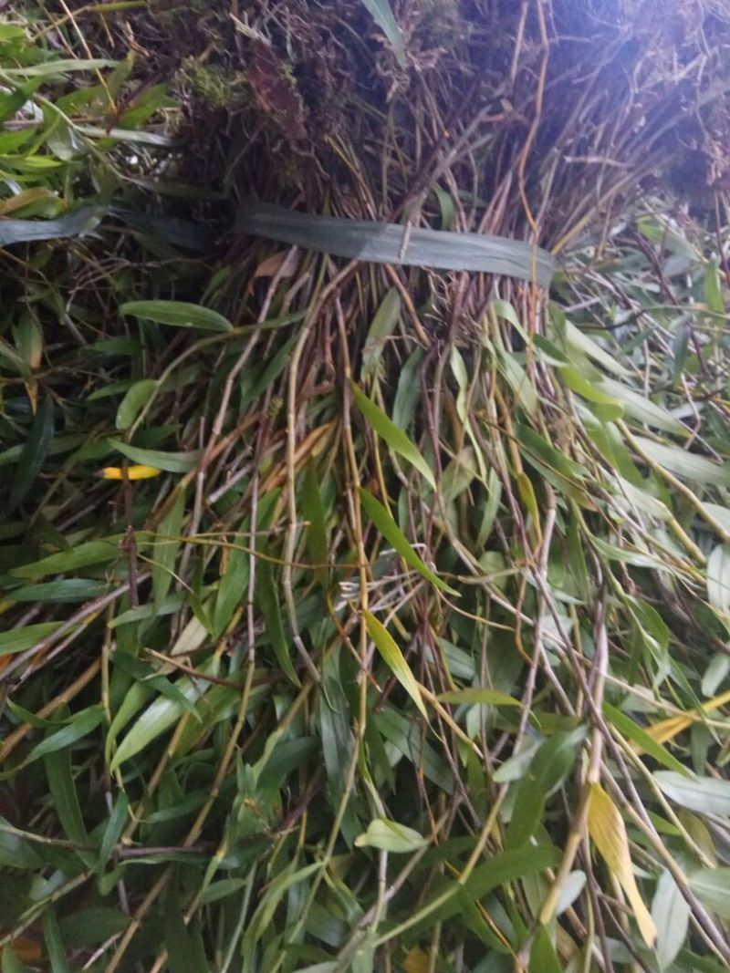 吊兰50~70cm
