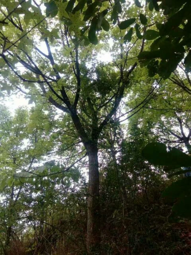 五角枫261~300cm