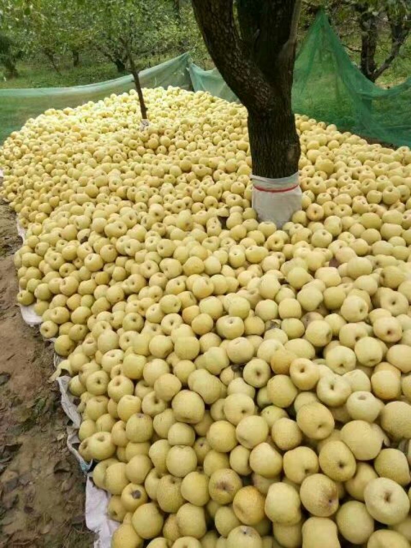 砀山梨500~550g纸箱