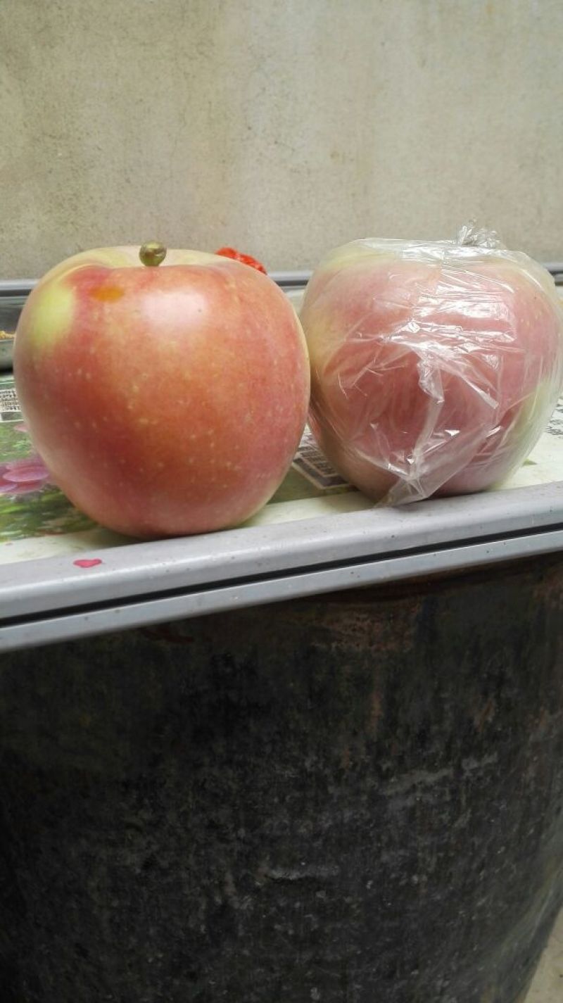 红富士苹果：蒲城红富士苹口感好，价格低。是款经济实惠佳品