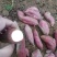 北京553红薯红香蕉，来福，花叶
