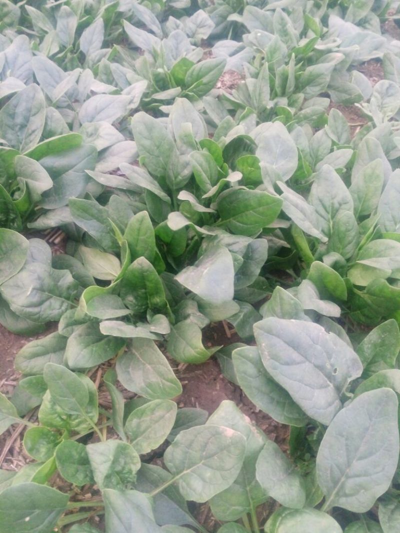 越冬菠菜15~20厘米