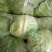 圆包菜1~1.5斤精品绿甘蓝！色泽亮并且绿！