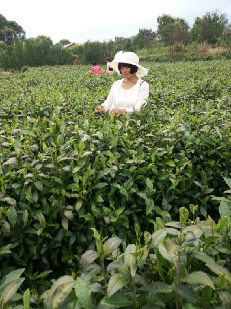 富硒茶二级