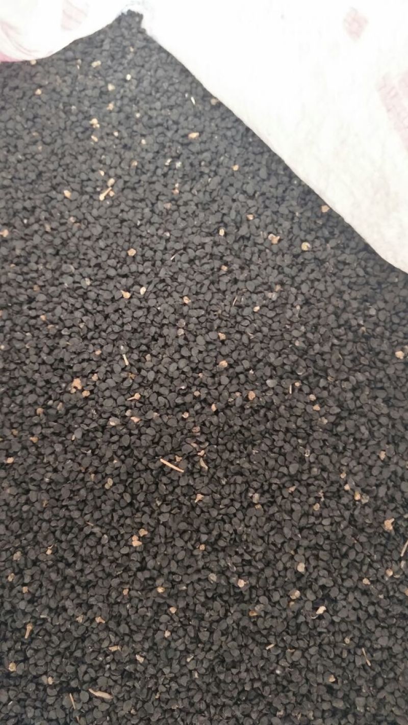 紫皮洋葱种子75%以上