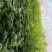 地径0.6-08cm花椒苗实生苗1~2年