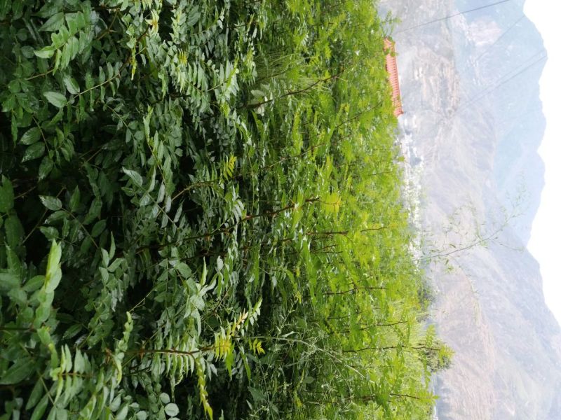 地径0.6-08cm花椒苗实生苗1~2年