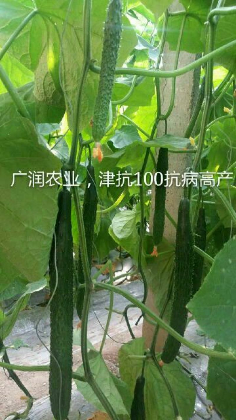 强磁油量黄瓜苗