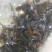 胡子鲶鱼苗，大量批发，欢迎订购。。。。。