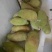 菠萝蜜