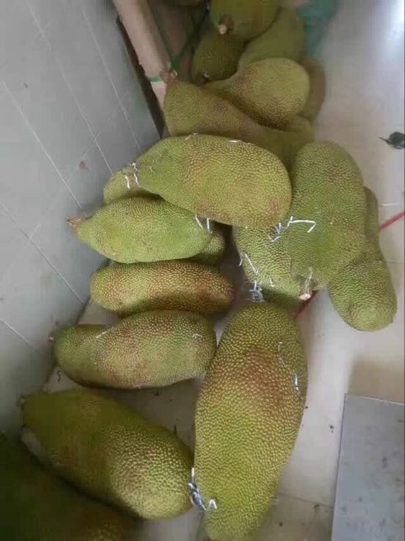 菠萝蜜