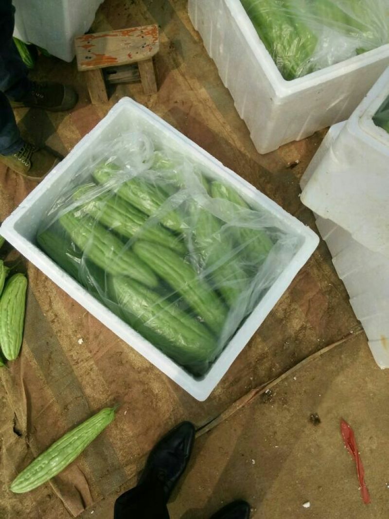 扶绥青皮苦瓜种植面积大质好价优专业代发团队服务