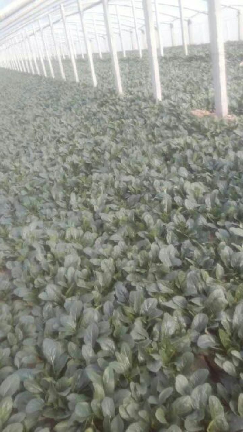 越冬菠菜20~25厘米