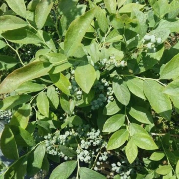 蓝莓8~10mm以上
