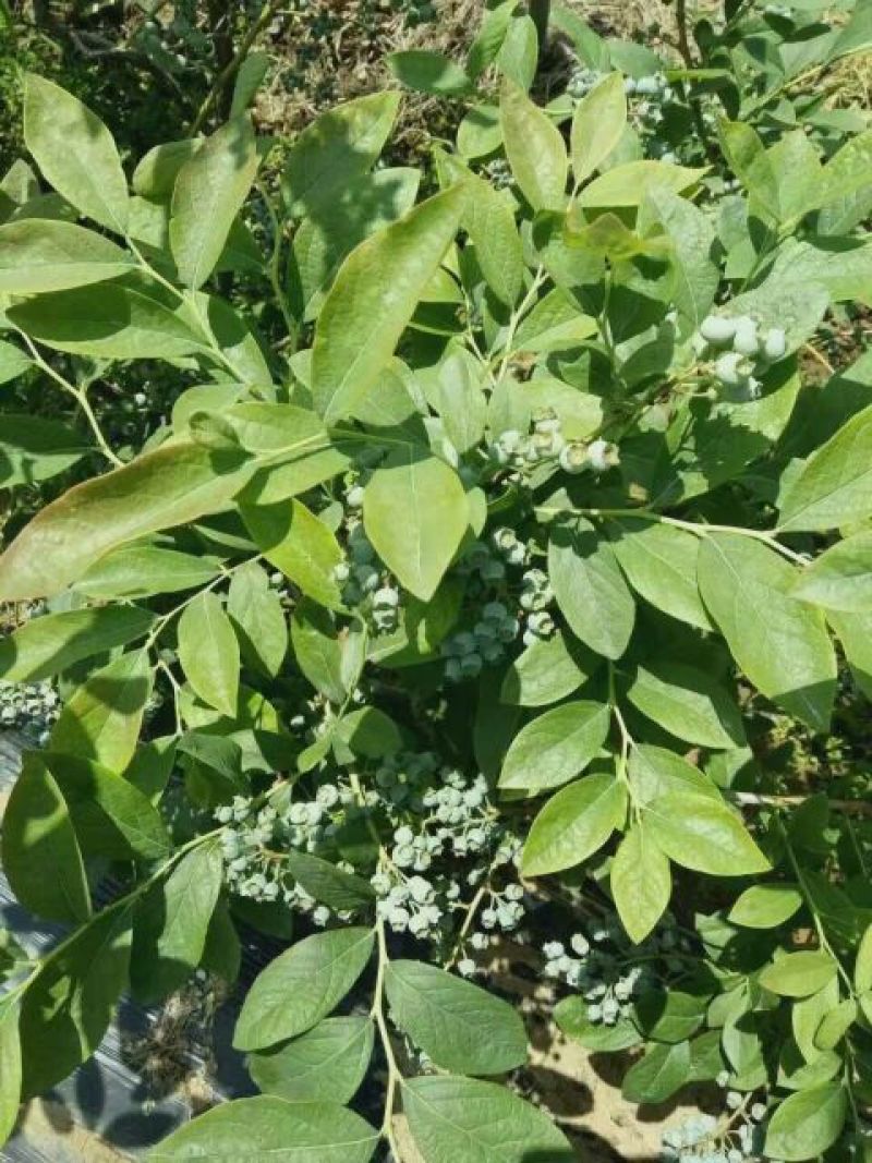 蓝莓8~10mm以上
