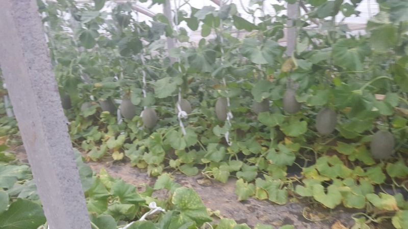 网纹瓜5斤以上长圆形