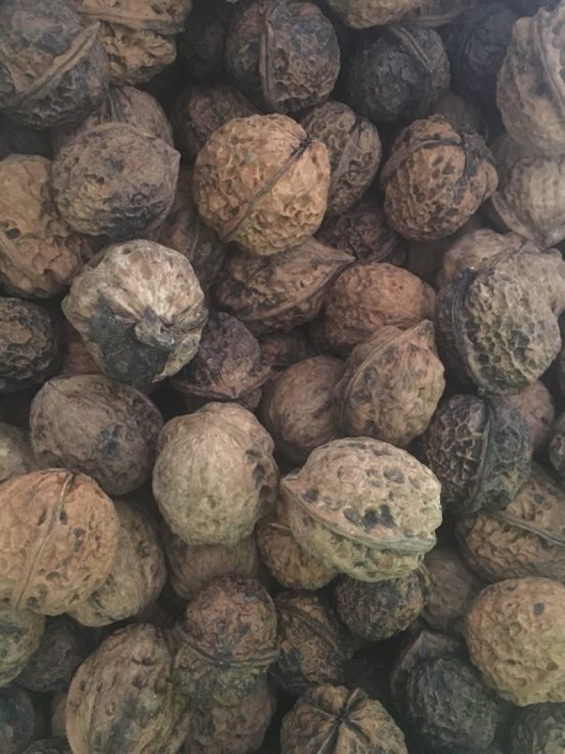 黑夹核桃30mm以上去皮干