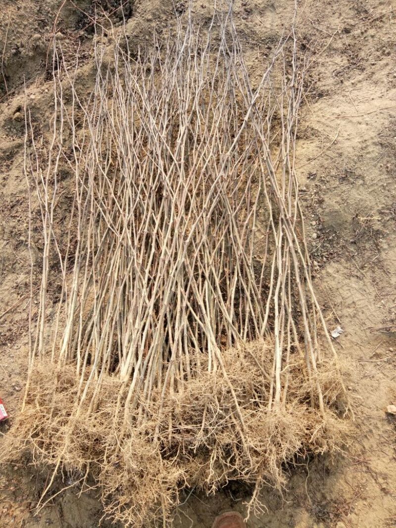 花椒苗1~2年，品种保证，质量保证，现挖现卖