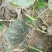 香栗23南瓜2~3斤以上扁圆形