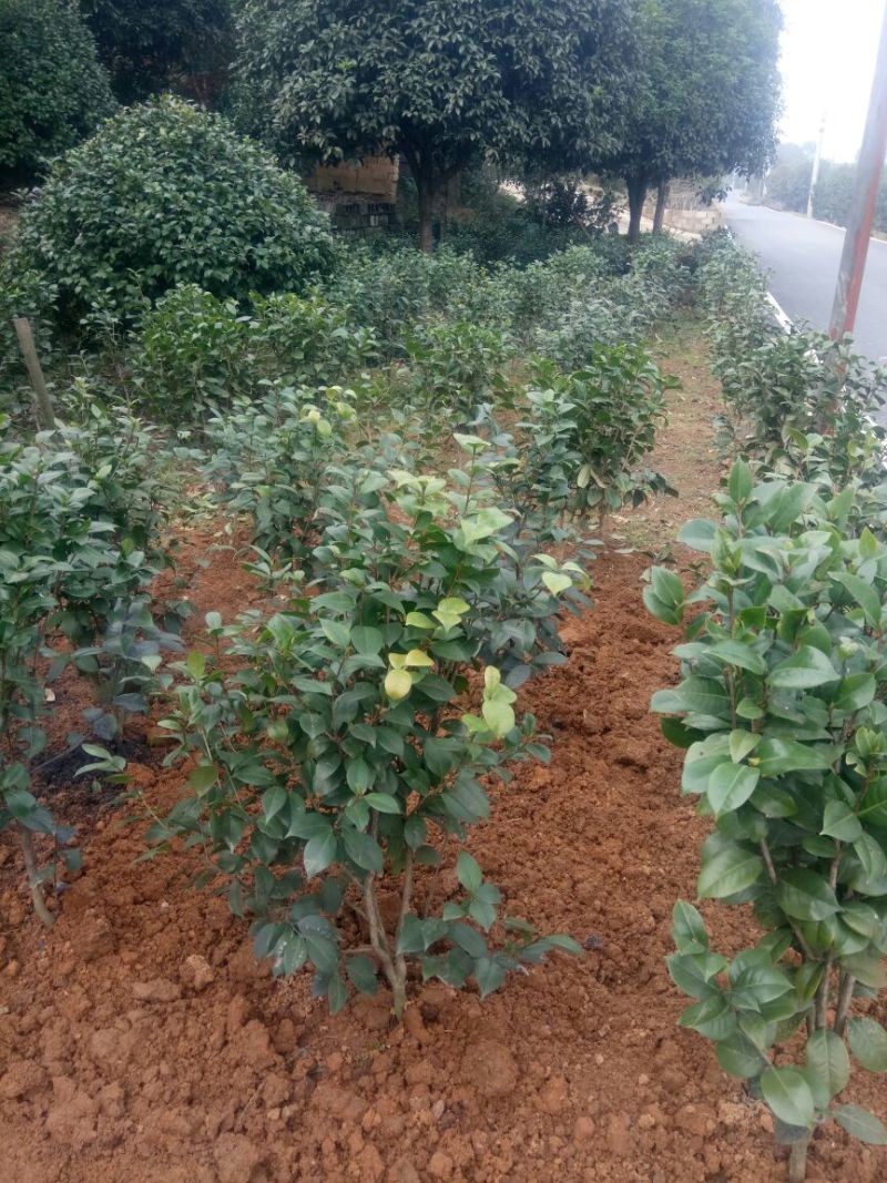 茶花50~80cm