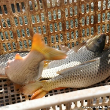 豫选黄河鲤鱼食用1~2公斤