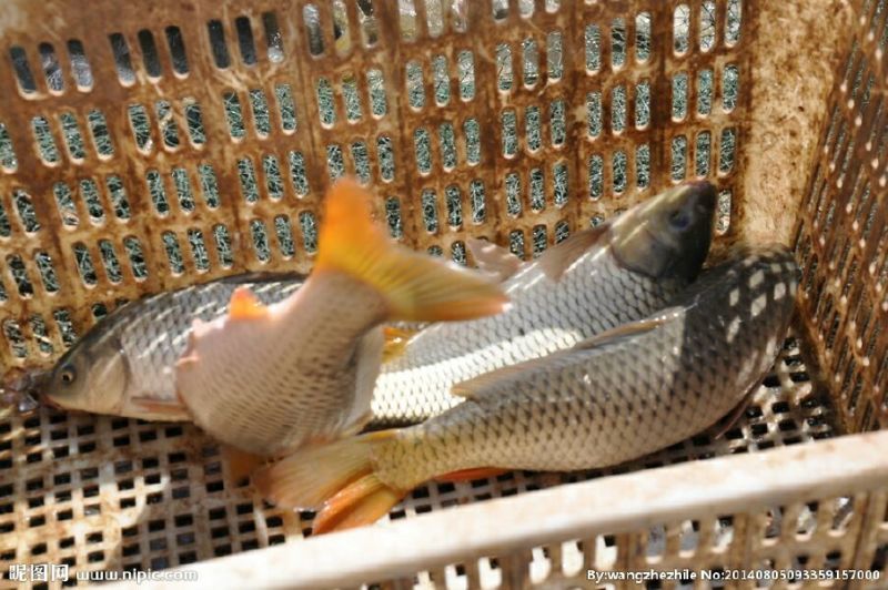 豫选黄河鲤鱼食用1~2公斤