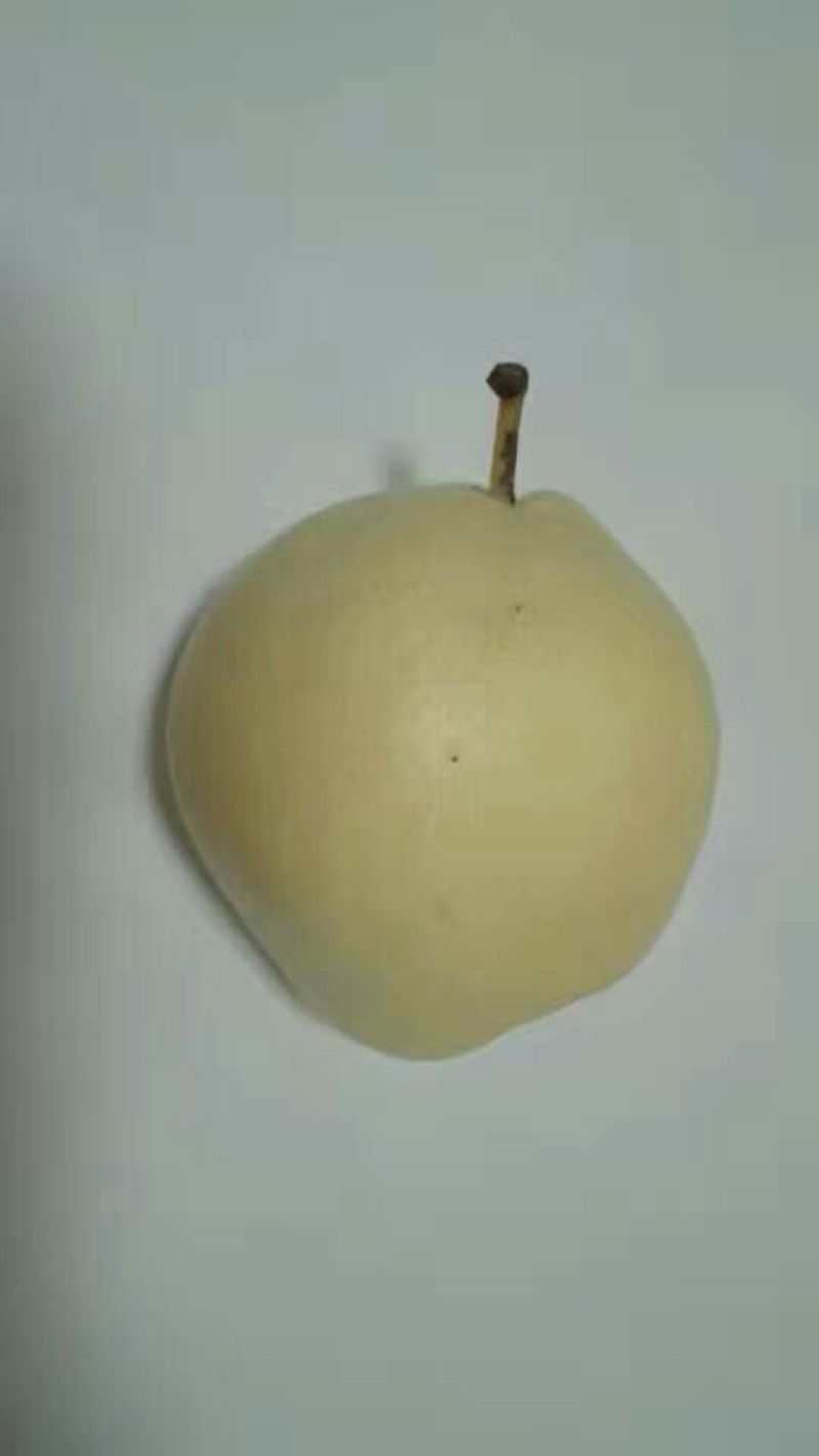苹果梨200~250g纸加膜