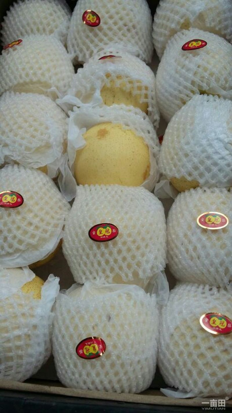 皇冠梨550~600g纸加膜