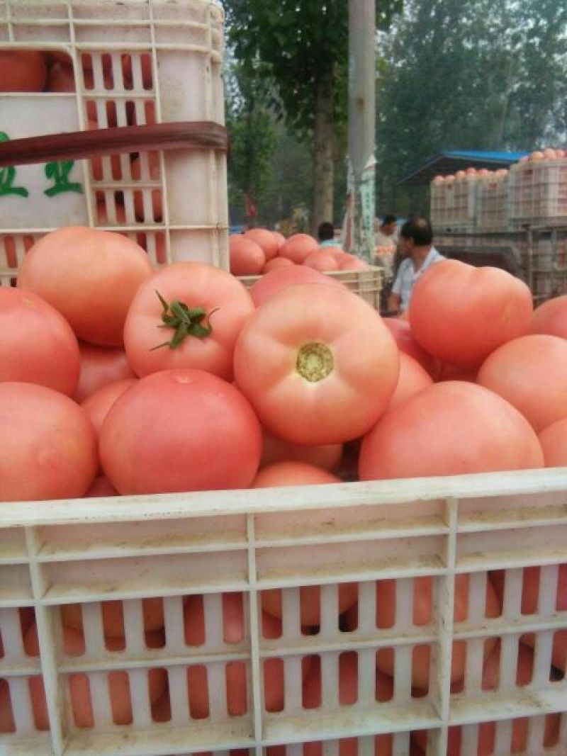 高档硬粉西红柿大量供应，保证质量