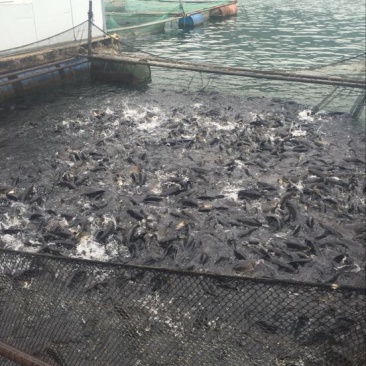 河鲤鱼