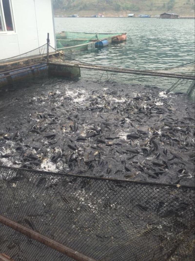 河鲤鱼