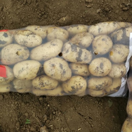 河北唐山市玉田县土豆 2两以上批发_刘利供应