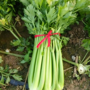 【推荐芹菜】西芹法国皇后河南大棚种植叶绿杆亮量大从优欢迎电联