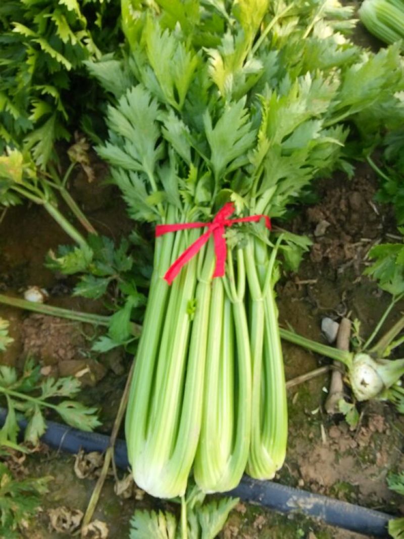 【推荐芹菜】西芹法国皇后河南大棚种植叶绿杆亮量大从优欢迎电联