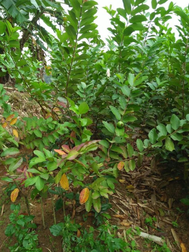 番石榴苗80~100cm